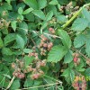 Rural Ealing in July + blackberries nearly there