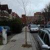Calling tree lovers - can you help look after newly planted trees in West Ealing?