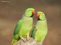 Indian parakeets